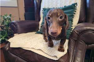 Hugo - puppy for sale