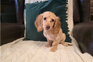 Natalia - puppy for sale