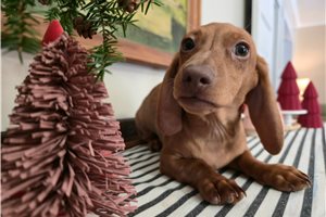 Petey - Dachshund, Tweenie for sale