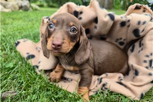 Fonzie - puppy for sale