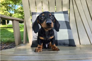 Felix - puppy for sale