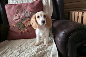 Nivea - puppy for sale