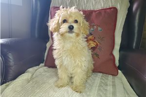 Cresslyn - puppy for sale