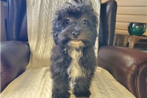 Calvin - puppy for sale