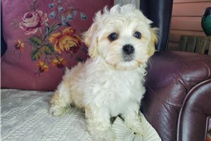 Catherine - puppy for sale