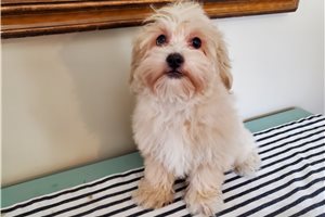 Clifton - puppy for sale