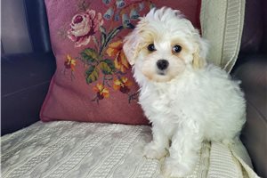 Carmela - puppy for sale