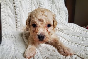 Tiki - Miniature Poodle for sale