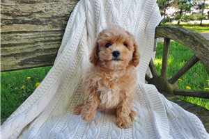 Nutmeg - puppy for sale