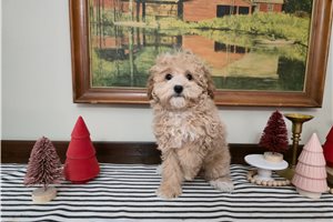 Annabella - Poodle, Miniature for sale