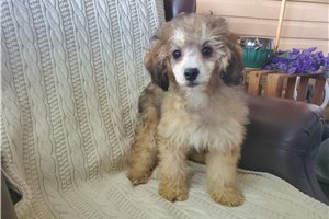 Todd - Poodle, Miniature for sale
