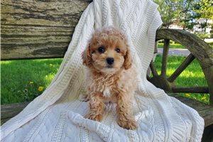 Nelson - Miniature Poodle for sale