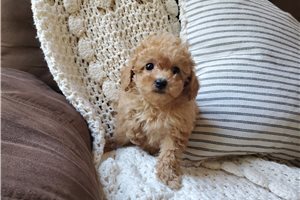 Nora - Miniature Poodle for sale