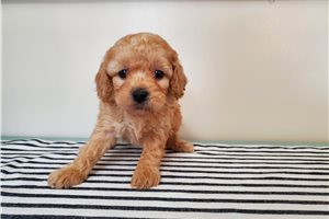Nikki - puppy for sale