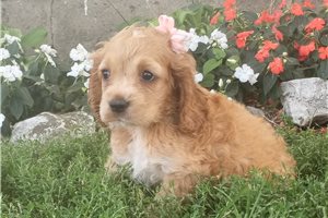 Shelby - puppy for sale