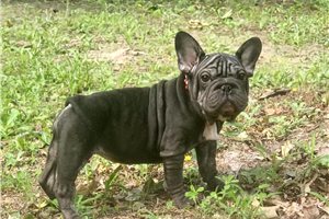 Willow - French Bulldog for sale