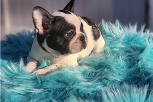 Pepper - French Bulldog for sale