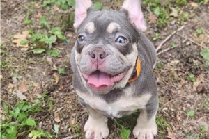 Mellow - French Bulldog for sale