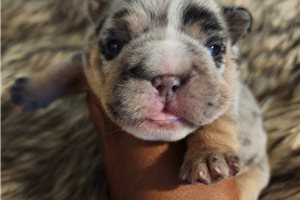 Sheba - French Bulldog for sale