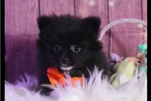 Tsavo - Pomeranian for sale