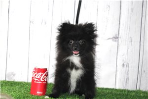 Tsavo - puppy for sale