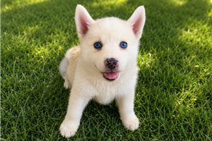 Melvin - Pomsky for sale