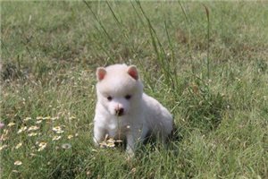 Ivory - puppy for sale