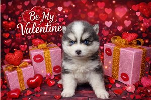 Drue - Pomsky for sale