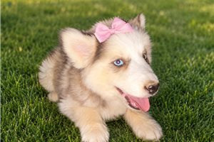 Melody - Pomsky for sale