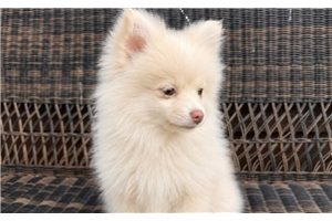 Kinsley - Pomsky for sale