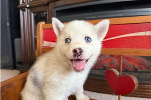 Mason - Pomsky for sale
