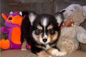 Moore - Pomsky for sale