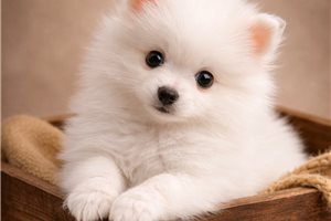 Knox - Pomsky for sale