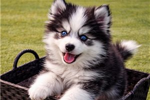 Ethan - Pomsky for sale