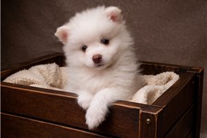Liam - Pomsky for sale