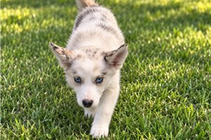Macy - Pomsky for sale