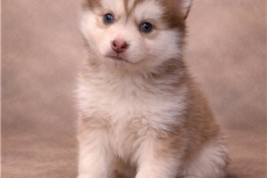 Abigail - puppy for sale