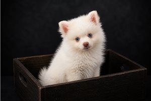 Liam - Pomsky for sale