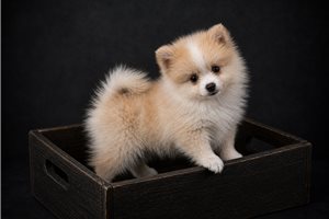 Kevin - Pomsky for sale