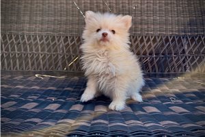 Kinsley - Pomsky for sale