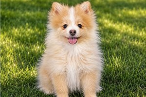 Kevin - Pomsky for sale