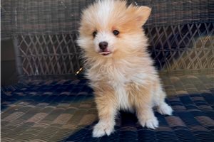 Kevin - Pomsky for sale