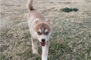 Alice - Pomsky for sale