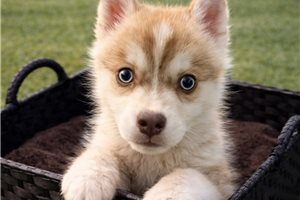 Alice - Pomsky for sale