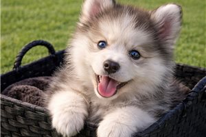 Avery - Pomsky for sale