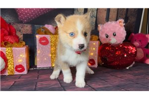 Torah - puppy for sale