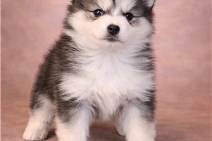 Evelyn - Pomsky for sale