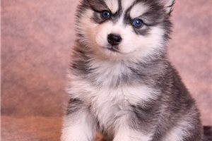 Ezra - Pomsky for sale