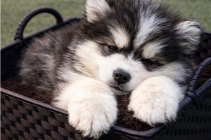 Evelyn - Pomsky for sale