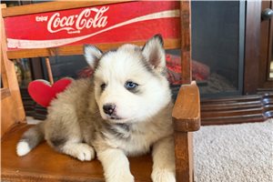 Melody - Pomsky for sale